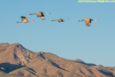cranes flying over mountains
